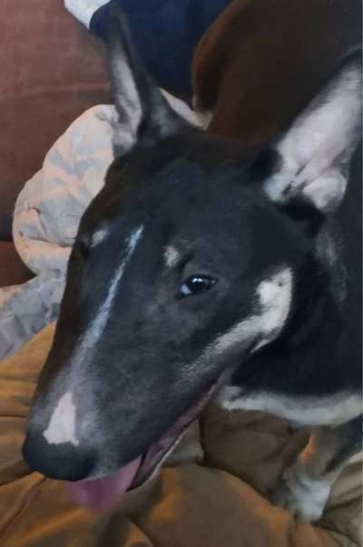 Miniatur Bull Terrier-Beitrag-Bild