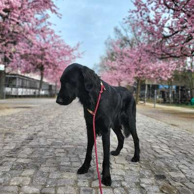 Hundetreffen-Social Walk Gruppe Göttingen-Bild