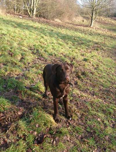 Aussiedors oder Leopard Labrador Gruppe-Beitrag-Bild