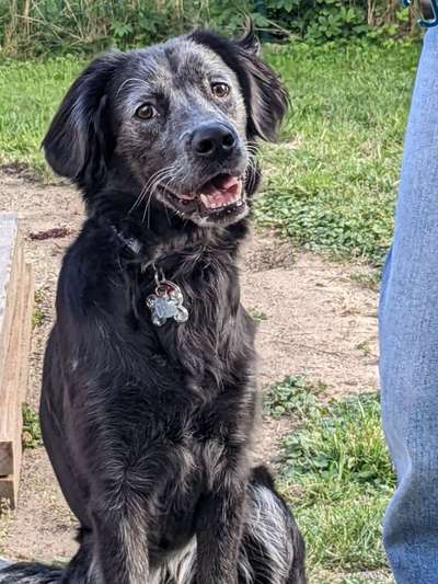 Auslandstierschutz-Beitrag-Bild