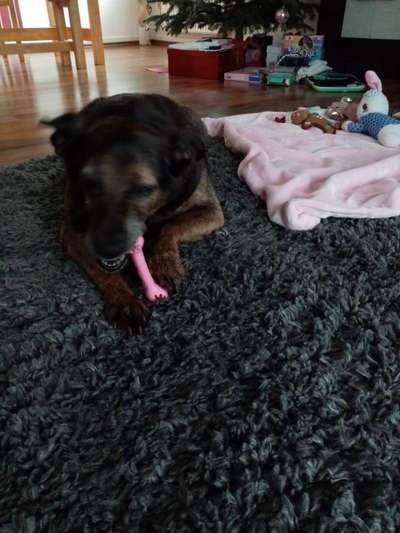 Unsere Fellnasen im Regenbogenland-Beitrag-Bild