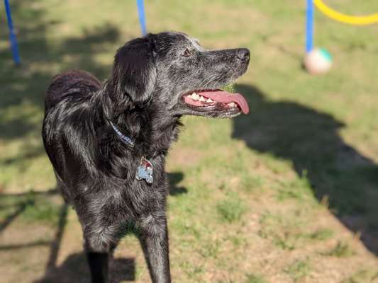 TierschutzhundeStammtisch🐕-Beitrag-Bild