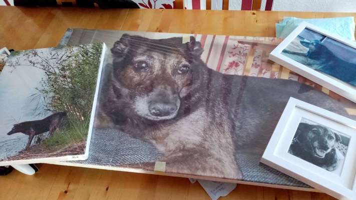 Unsere Fellnasen im Regenbogenland-Beitrag-Bild