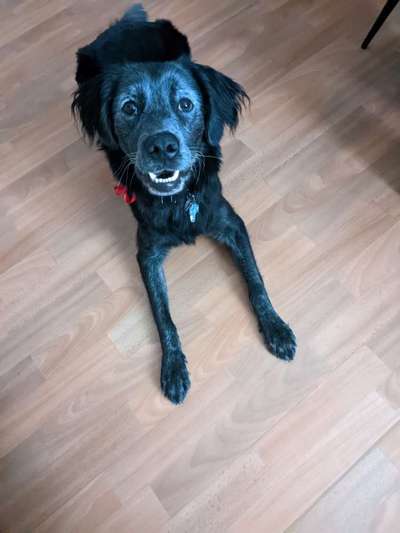 TierschutzhundeStammtisch🐕-Beitrag-Bild