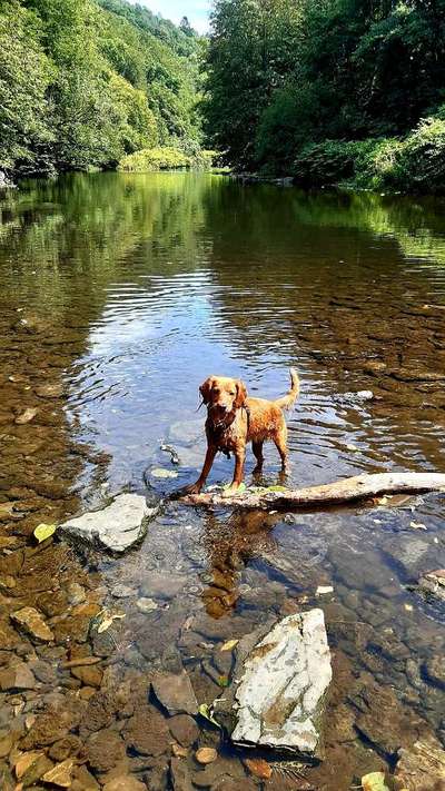 Dogorama-Monats-Challenge-Mai "Wasser"-Beitrag-Bild