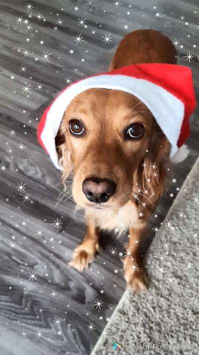 Challenge Nr. 8  Dein Hund im Weihnachtslook-Beitrag-Bild