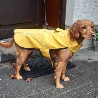 Hund im Regen☔🌬️🌧️-Beitrag-Bild