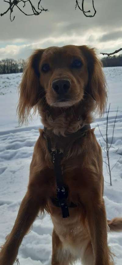 Zeigt die schönsten Schneebilder von eurer Fellnase ❄️-Beitrag-Bild
