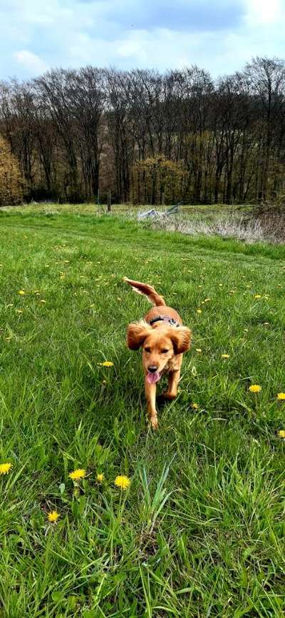 Fotochallenge No. 26                                     Wald und Wiese-Beitrag-Bild