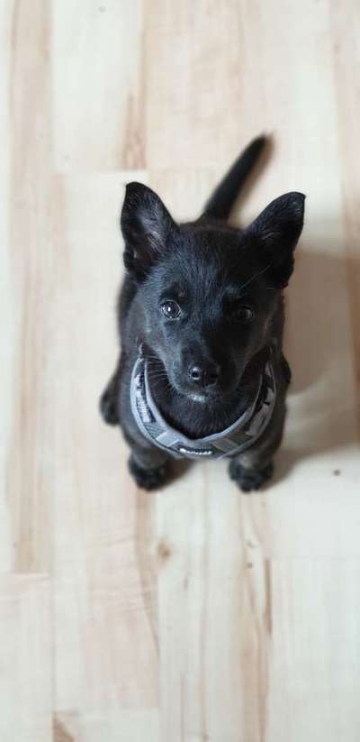 Welpen Bilder !-Beitrag-Bild