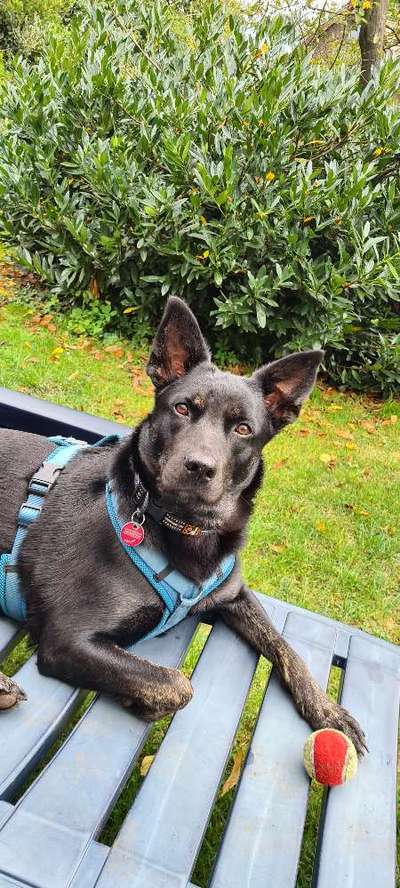 Die Dogorama Kalender Challenge Titelbild-Beitrag-Bild