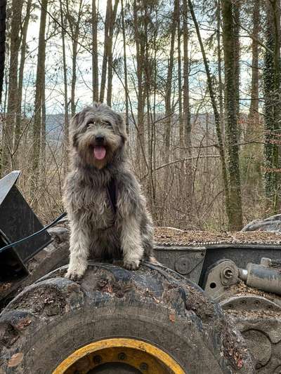 Hundetreffen-Spielen und Spazieren mit Hündin Senta-Bild