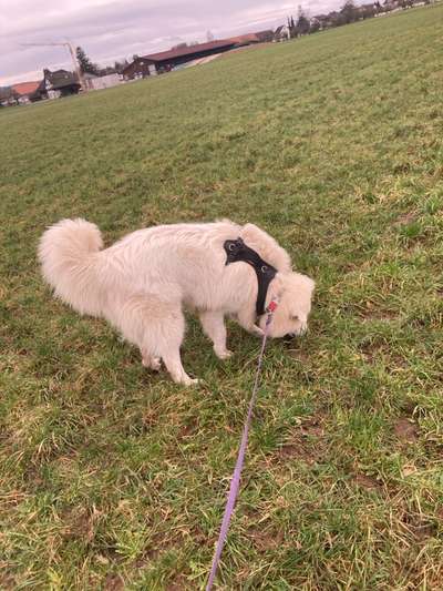 Hundetreffen-Leinentraining mit Hund Louis-Bild