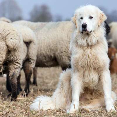 Titelbild Gruppe Hirten und Herdenschutzhunde