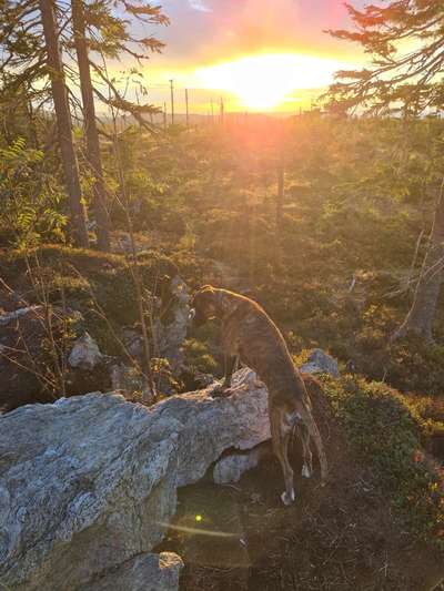 Fotochallenge No. 26                                     Wald und Wiese-Beitrag-Bild