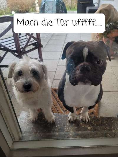 Dogorama Photo Challenge - Die besten Hundebuddys-Beitrag-Bild