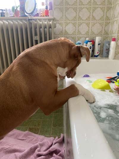 Dogorama-Monats-Challenge-Mai "Wasser"-Beitrag-Bild