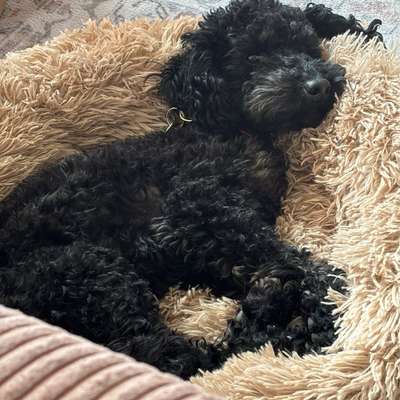 Hundetreffen-Suchen Begleiter für Gassi- & Spielrunden-Bild