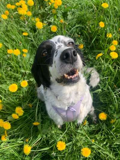 Auslandstierschutz-Beitrag-Bild