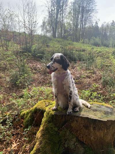 Englisch Setter?-Beitrag-Bild