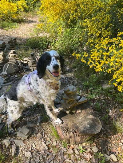 Englisch Setter?-Beitrag-Bild