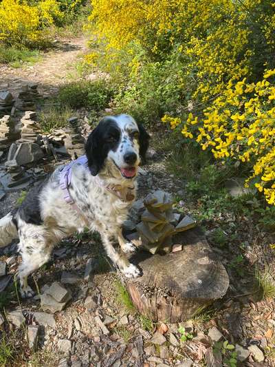 TierschutzhundeStammtisch🐕-Beitrag-Bild