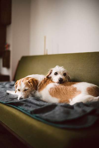 Hundetreffen-Spaziergänge in Arkenberge/Rosenthal/Lübars-Bild