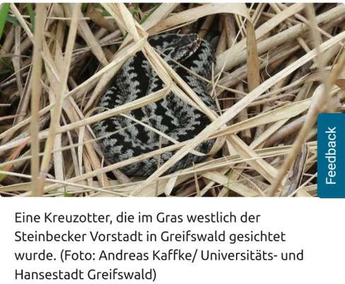 Giftköder-Kreuzotter-Bild