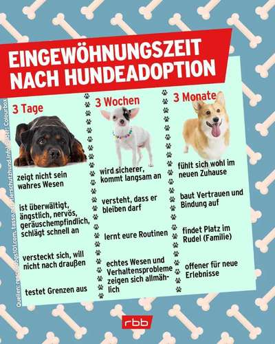 Verhaltensänderung Junghund-Beitrag-Bild