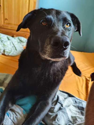 Mischlinge raten - Rätselspaß-Beitrag-Bild