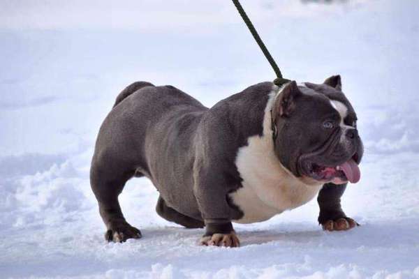 American Bully – Neue Einstufung als gefährlicher Hund in Braunschweig-Beitrag-Bild