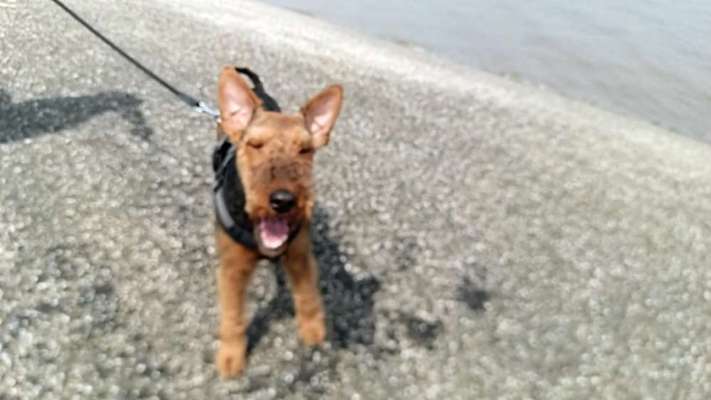 Airedale Terrier-Beitrag-Bild
