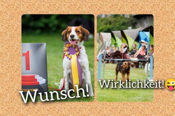 Airedale Terrier-Beitrag-Bild