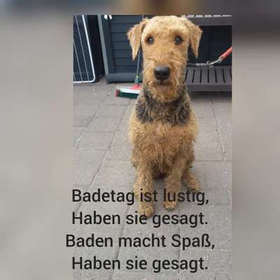 Airedale Terrier-Beitrag-Bild