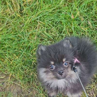 Hundetreffen-Welpentreffen-Bild