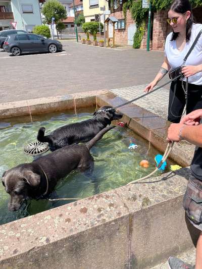 Hundetreffen-Gassi und Spielrunden-Bild