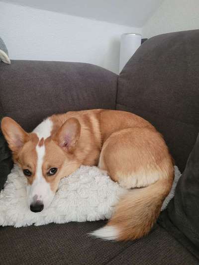 Corgis und ihre persönlichen Hofangestellten-Beitrag-Bild