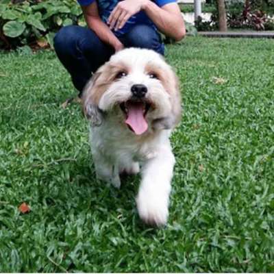 Hundetreffen-Social Walk evtl. auch Spielrunde gesucht-Bild