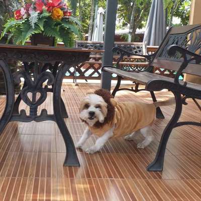 euer ältester Hund ?-Beitrag-Bild