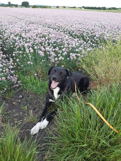 Auslandstierschutz-Beitrag-Bild