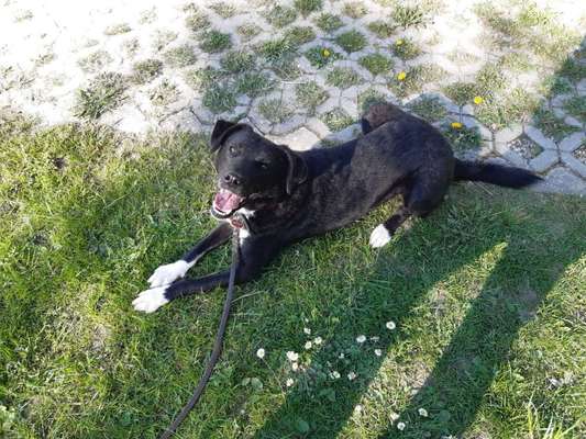 Hundetreffen-Social Walk und Training-Bild