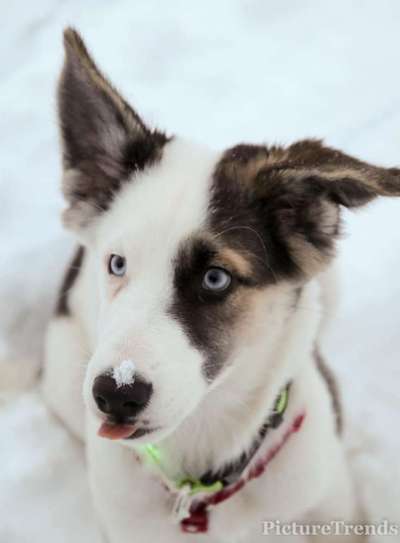 Dogorama Photo Challenge - Es wird nochmal kalt!-Beitrag-Bild