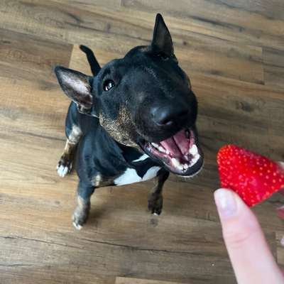 Hundetreffen-Gemeinsame Spaziergänge-Bild