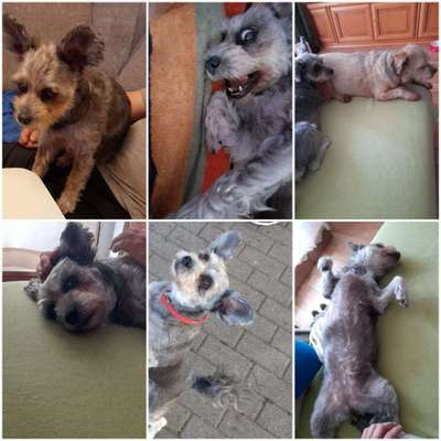 Mischlingshunde Foto Aufruf-Beitrag-Bild