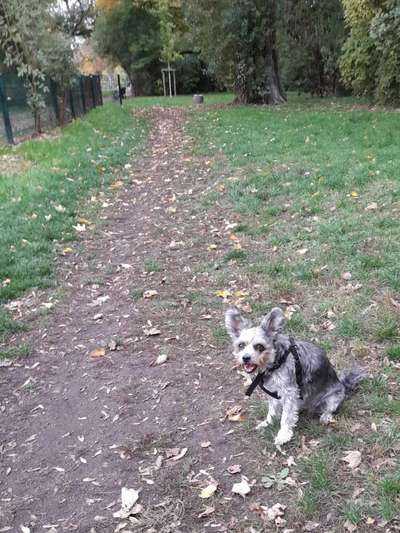 Hundeauslaufgebiet-An der Schrote-Bild