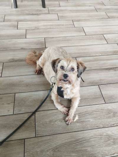 Mischlingshunde Foto Aufruf-Beitrag-Bild