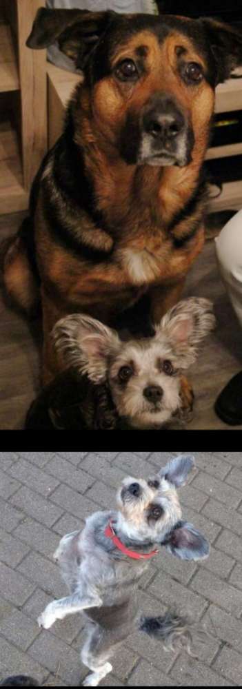 Unsere Fellnasen im Regenbogenland-Beitrag-Bild