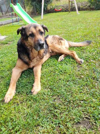 Alles rund um den Schäferhund, diskutieren erwünscht.-Beitrag-Bild