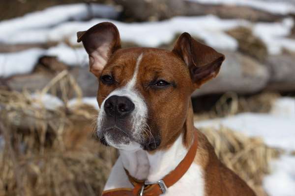 Foto's und Hundemodels-Beitrag-Bild