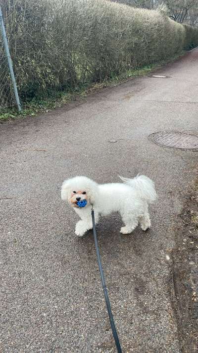 Hundetreffen-Spielkamerad gesucht-Bild